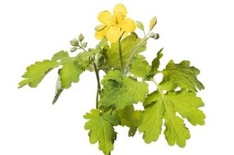 Gelarex contém celidônia