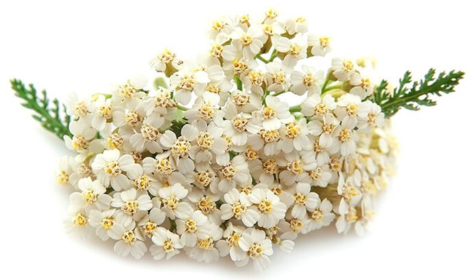 Gelarex contém mil folhas